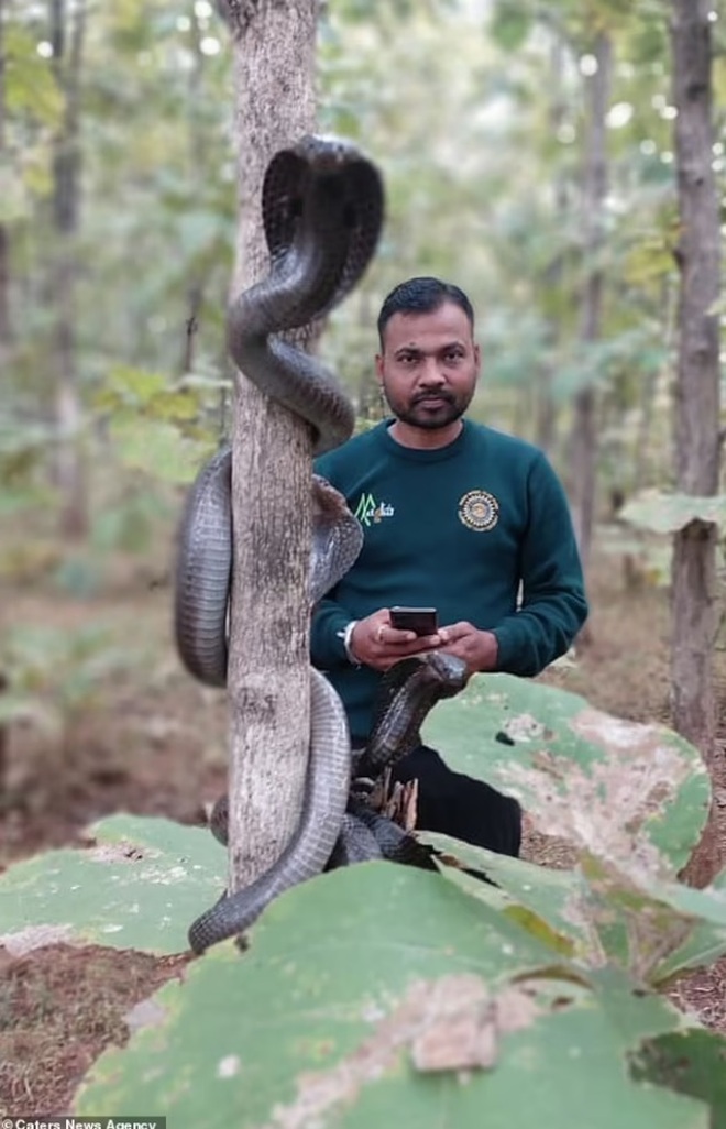 Sorprendido al ver tres cobras apareciendo en el tronco de un árbol - Imagen 2