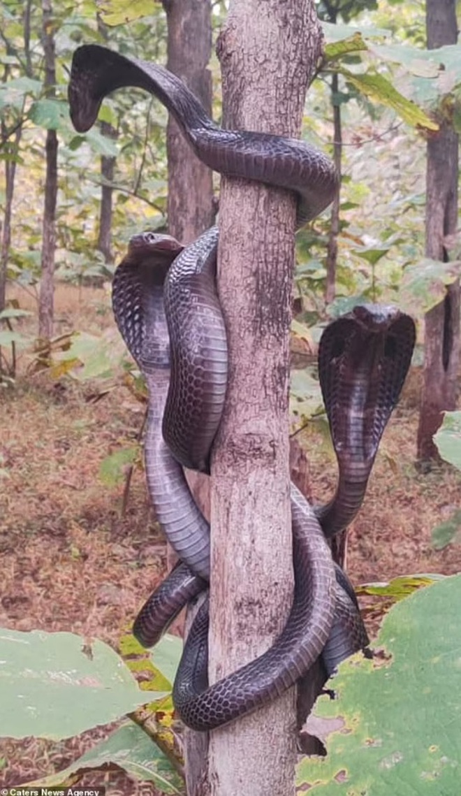 Sorprendido al ver tres cobras apareciendo en el tronco de un árbol - Imagen 1