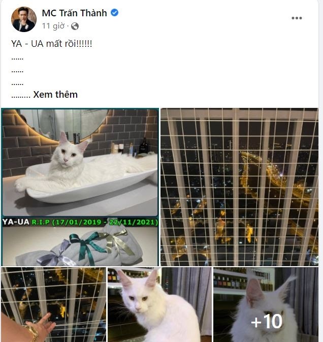 Trấn Thành bức xúc về bình luận độc địa trong bài đăng mèo cưng rơi từ tầng 32 xuống đất qua đời - Hình 1