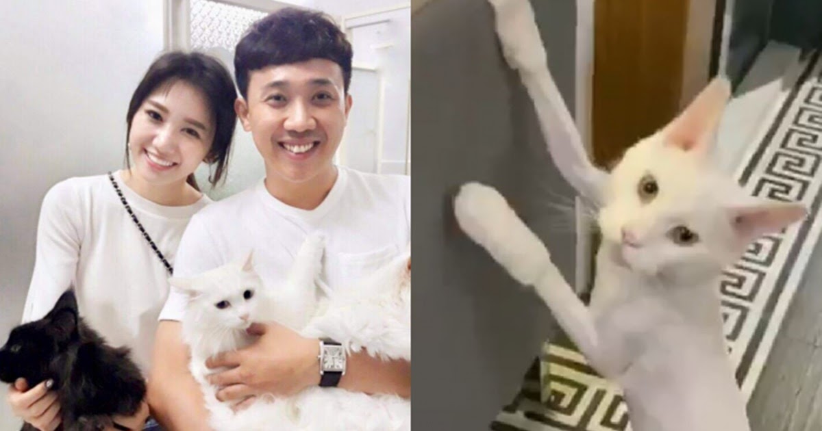 Trấn Thành bức xúc về bình luận độc địa trong bài đăng mèo cưng rơi từ tầng 32 xuống đất qua đời - Hình 6