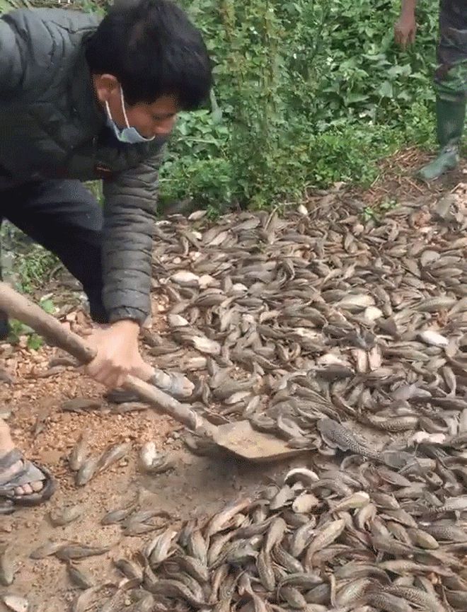 Bắt được hàng trăm con cá nhưng người đàn ông lại xúc bỏ hết đi, nhìn kỹ mới hiểu lý do - Hình 1