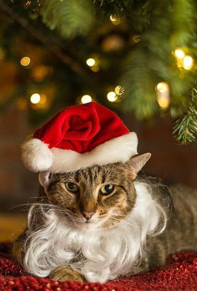 Diện đồ Giáng sinh siêu đáng yêu cho bé mèo cưng hòa chung không khí lễ hội