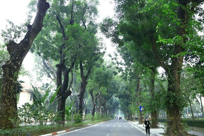 Ngắm Nhìn Những Tuyến Phố Rợp Bóng Cây Xanh Ở Hà Nội - Du Lịch - Việt Giải  Trí