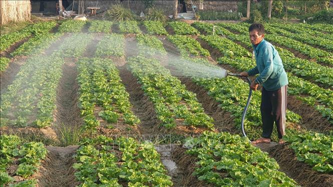 Nông dân trồng rau màu thu nhập cao nhờ được giá - Hình 1
