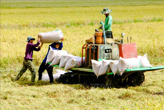 Thị trường nông sản tuần qua: Giá lúa, gạo giữ ổn định - Hình 1