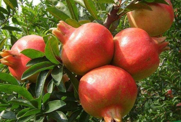 Mộ Tần Thủy Hoàng có rừng lựu trĩu quả nhưng không ai dám ăn cùng sự thật cực sốc phía sau - Hình 3