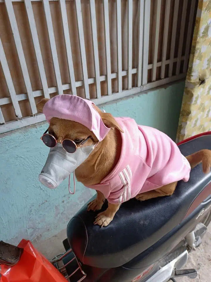 Chó cưng đeo kính, mang khẩu trang ra đường - Lạ vui - Việt Giải Trí