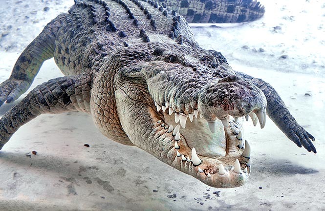 Mổ bụng cá sấu khủng dài hơn 4 mét phát hiện bí mật kinh hoàng - Hình 1