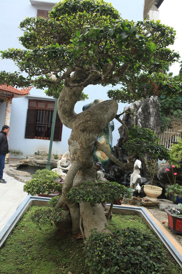 Mãn nhãn cây duối đẹp nhất Việt Nam, giá triệu đô đại gia vẫn lắc đầu không bán - Hình 6