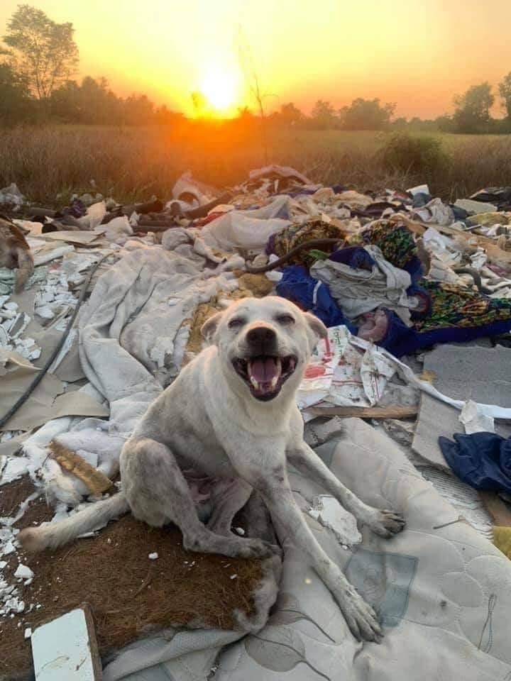 Những chú chó sống ở bãi rác mừng vui khi có người đến thăm - Hình 2