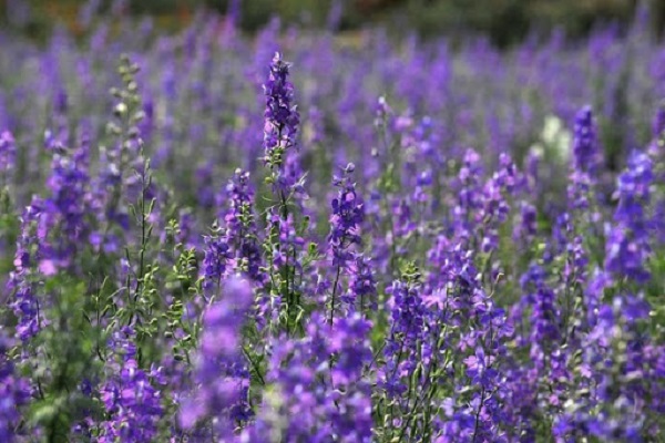 Ý nghĩa của hoa violet là sự cảm thông và yêu thương. Hãy tìm hiểu thêm về ý nghĩa đằng sau loài hoa xinh đẹp này qua những bức ảnh tuyệt đẹp dưới đây. Hoa violet sẽ giúp bạn truyền đi thông điệp tốt đẹp đến người mà bạn muốn yêu thương và quan tâm.