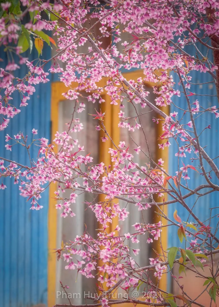 Đà Lạt: Rực rỡ sắc xuân với hoa Mai Anh Đào Da-lat-ruc-ro-sac-xuan-voi-hoa-mai-anh-dao-501-5623112