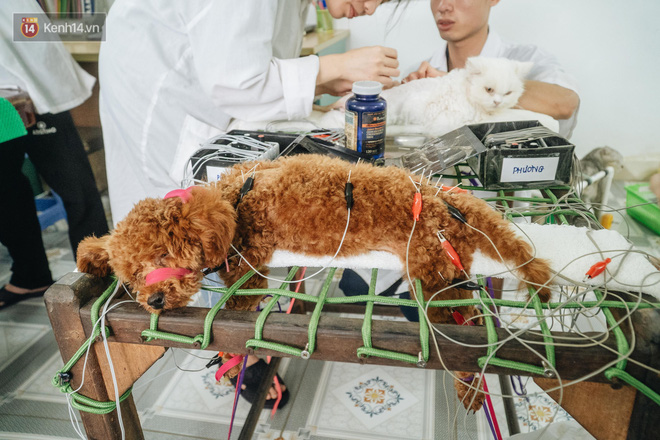 Bên trong phòng khám chữa bệnh, châm cứu miễn phí cho chó mèo ở Hà Nội:  Ngoan, bà thương - Tin nổi bật - Việt Giải Trí