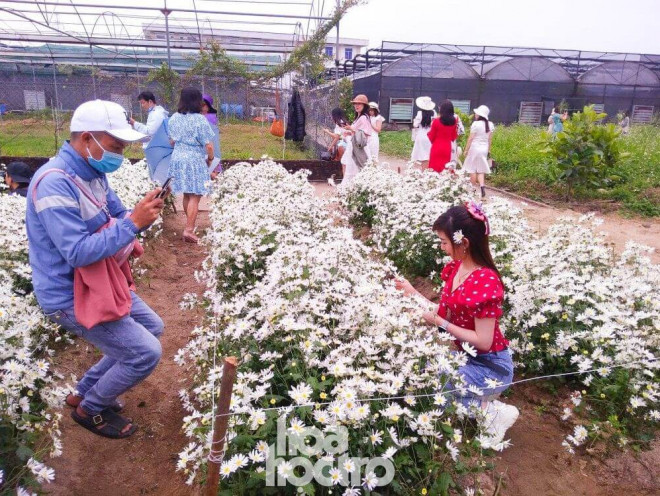 Đà Nẵng: Cúc họa mi đang mùa nở rộ, bạn đã kịp chụp bộ ảnh sống ảo nào chưa? - Hình 4