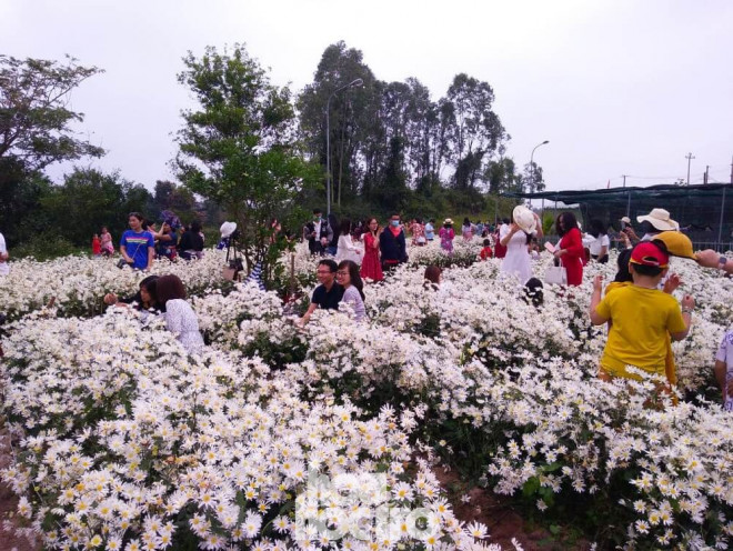Đà Nẵng: Cúc họa mi đang mùa nở rộ, bạn đã kịp chụp bộ ảnh sống ảo nào chưa? - Hình 1