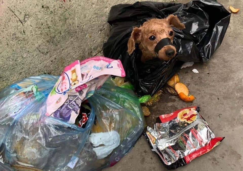 Xót xa chú chó Poodle bị buộc mõm, vứt vào sọt rác, đôi mắt cầu cứu ầng ậc nước - Hình 1