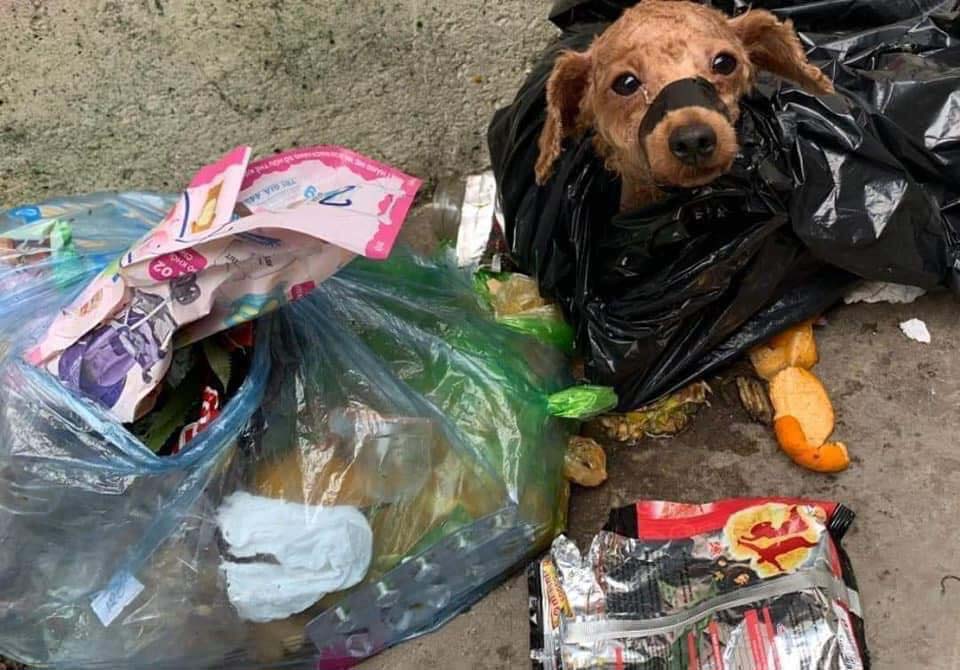 Xót xa chú chó Poodle bị buộc mõm, vứt vào sọt rác, đôi mắt cầu cứu ầng ậc nước - Hình 2