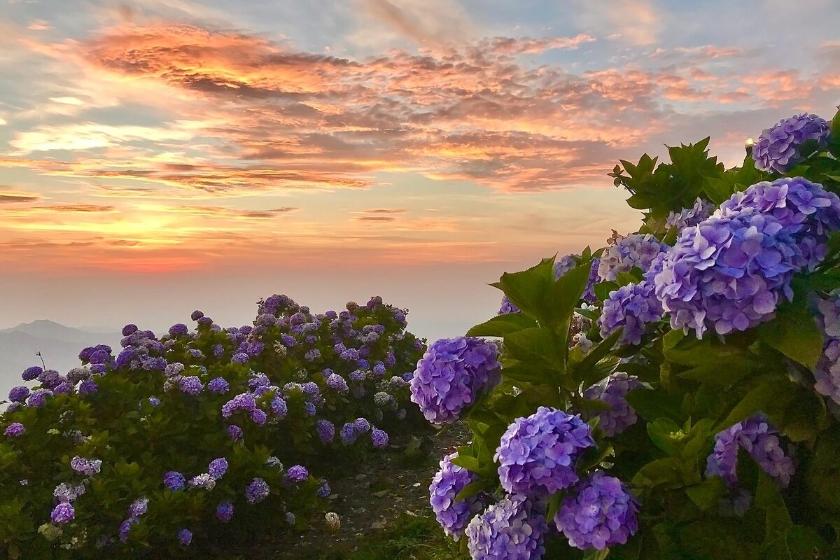 Rực rỡ sắc hoa Cẩm tú cầu trên đỉnh Mẫu Sơn  Du lịch  Báo ảnh Dân tộc và  Miền núi