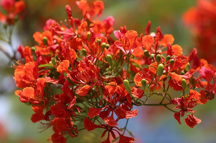 Hà Nội rực rỡ trong sắc hoa phượng đỏ tháng 5 - Hình 5
