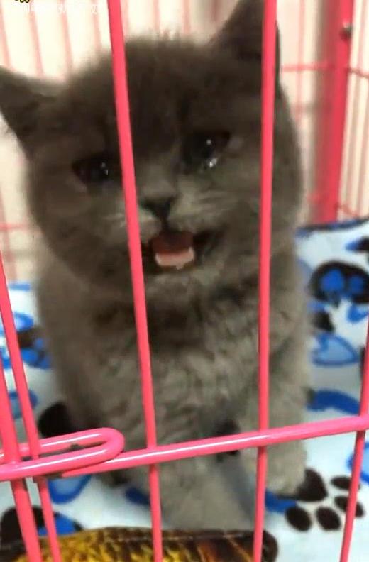 Seeing cat crying bitterly after coming home from work, the owner panics about the reason behind 3
