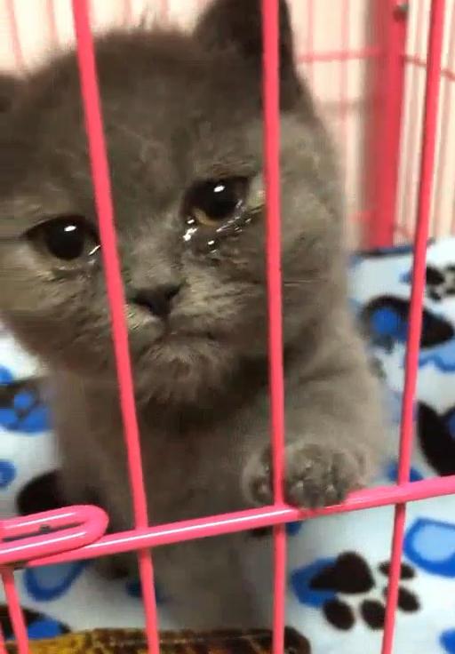 Seeing cat crying bitterly after coming home from work, the owner panics about the reason behind 1