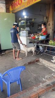 Chú chó có khả năng làm thu ngân, giúp chủ kinh doanh trong mùa dịch khiến dân mạng phát cuồng trên mạng xã hội - Hình 1