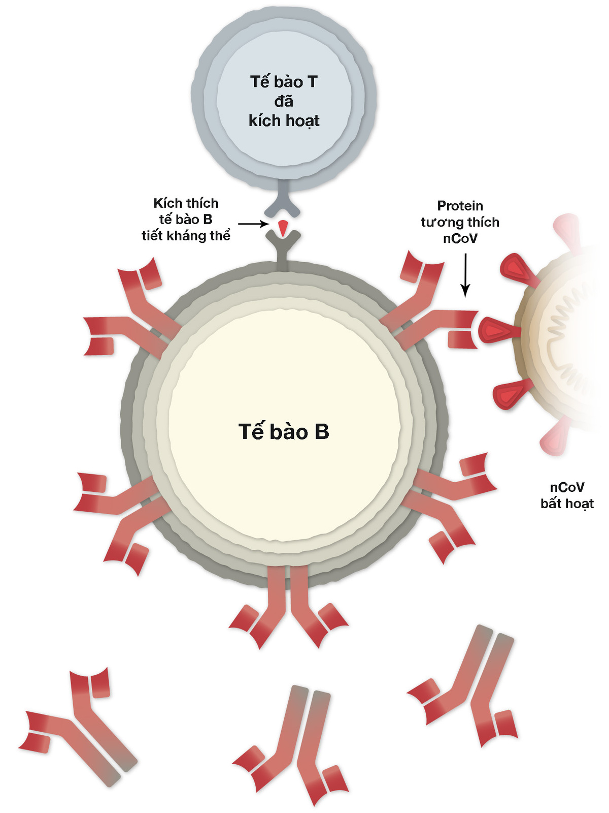 cach thuc tieu diet ncov cua vaccine sinopharm 8be 5803271