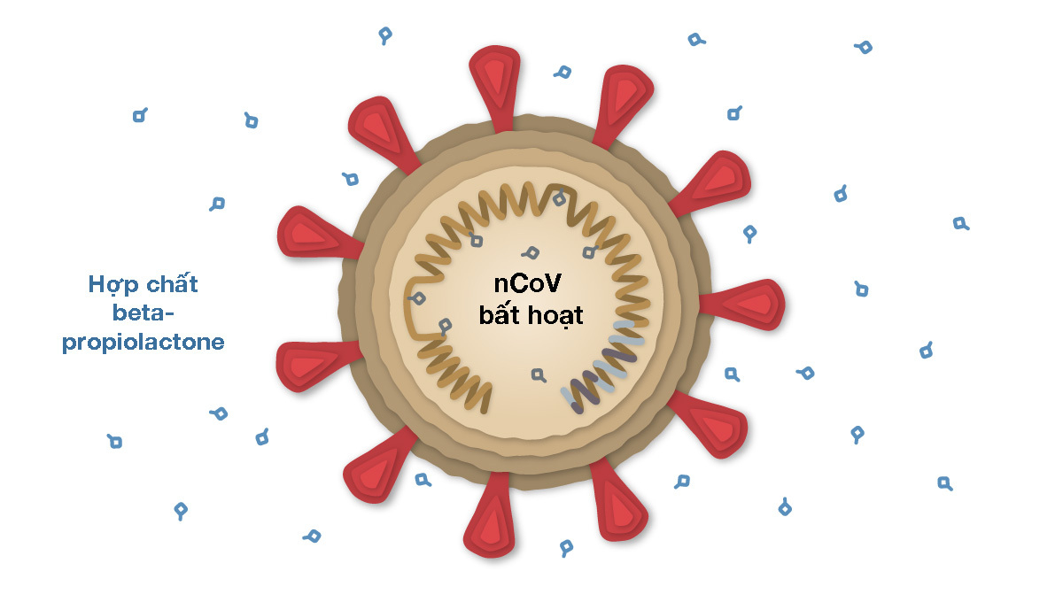 cach thuc tieu diet ncov cua vaccine sinopharm a9a 5803271