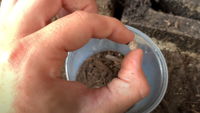 Nhặt được 3 quả trứng tí hon ở sân sau, chàng trai đăng đàn hỏi khiến dân mạng thi nhau vào đưa đáp án - Hình 4