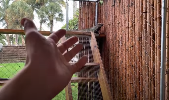 Nhặt được 3 quả trứng tí hon ở sân sau, chàng trai đăng đàn hỏi khiến dân mạng thi nhau vào đưa đáp án - Hình 3