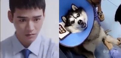 Cung Tuấn gây sốt vì cảnh đi tiêm trong phim mới, fan chơi lầy làm clip so sánh với chó husky - Hình 2