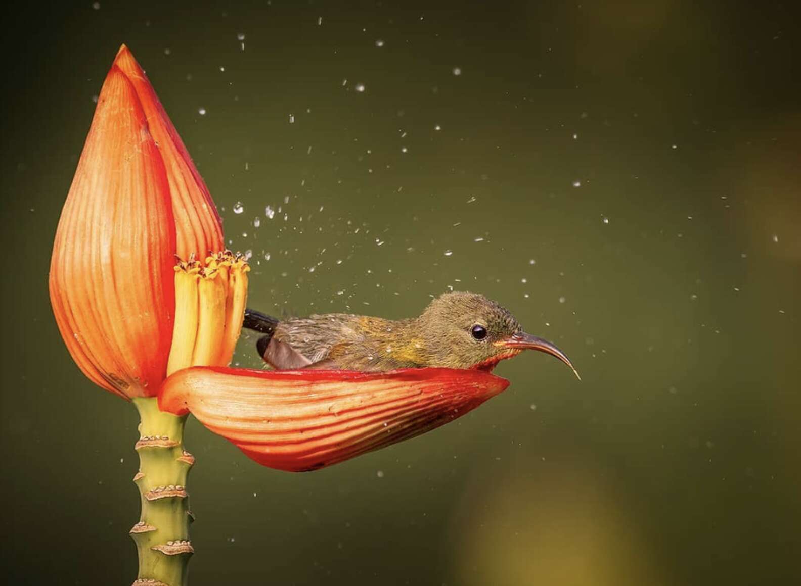 Chim hút mật no nê rồi ngả lưng ngủ trên cánh hoa, khoảnh khắc chỉ có một lần trong đời Chim-hut-mat-no-ne-roi-nga-lung-ngu-tren-canh-hoa-khoanh-khac-chi-co-mot-lan-trong-doi-46c-5908540