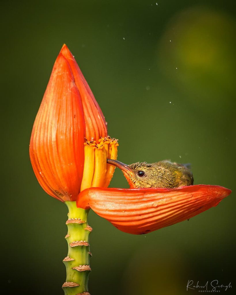 Chim hút mật no nê rồi ngả lưng ngủ trên cánh hoa, khoảnh khắc chỉ có một lần trong đời Chim-hut-mat-no-ne-roi-nga-lung-ngu-tren-canh-hoa-khoanh-khac-chi-co-mot-lan-trong-doi-e78-5908540