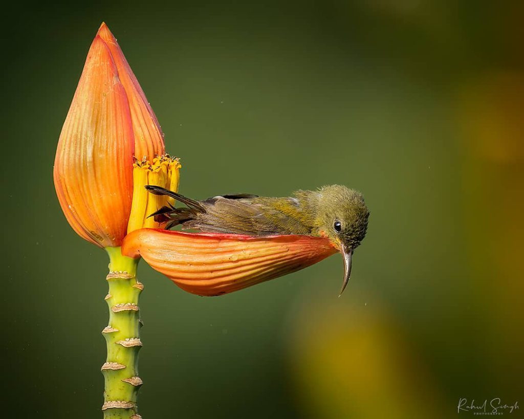 Chim hút mật no nê rồi ngả lưng ngủ trên cánh hoa, khoảnh khắc chỉ có một lần trong đời Chim-hut-mat-no-ne-roi-nga-lung-ngu-tren-canh-hoa-khoanh-khac-chi-co-mot-lan-trong-doi-f59-5908540
