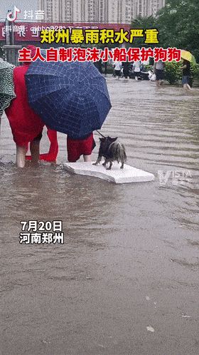 Mưa lũ tồi tệ ở Trung Quốc, động vật cũng bị đẩy vào thảm cảnh xót xa - Hình 3