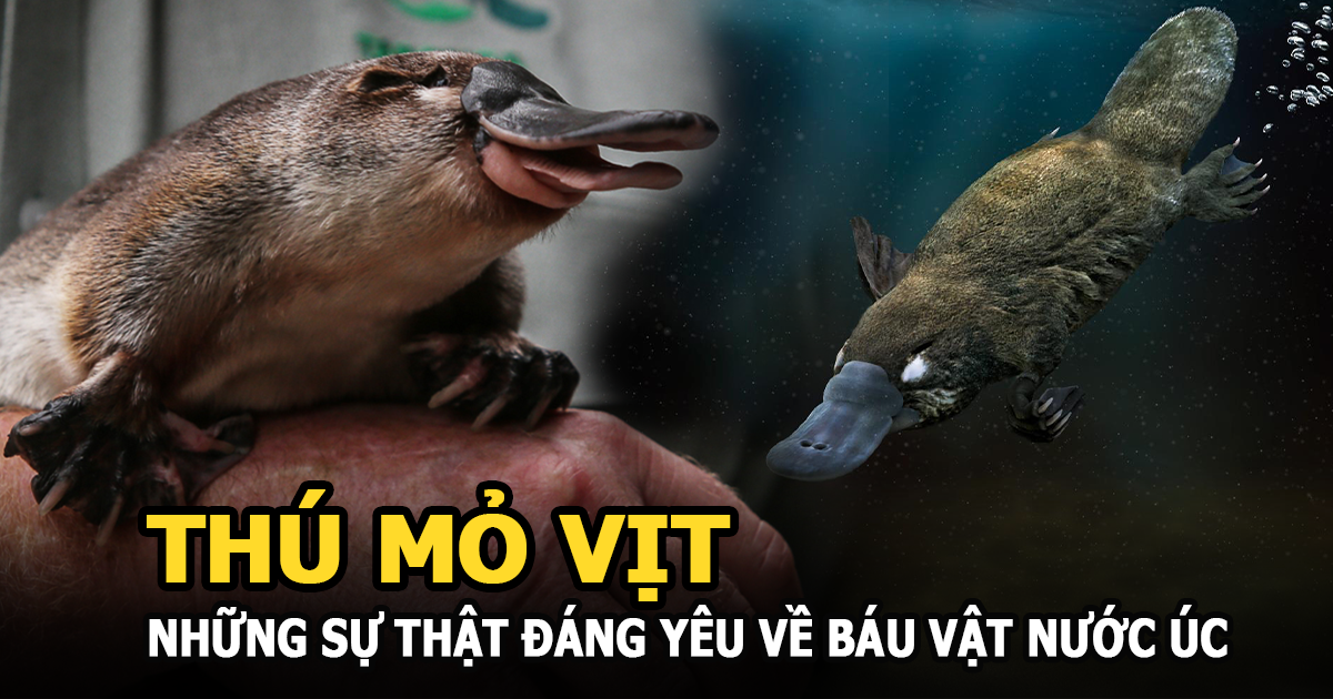 Thú mỏ vịt và những sự thật đáng yêu đến không tưởng về báu vật của nước Úc - Hình 9