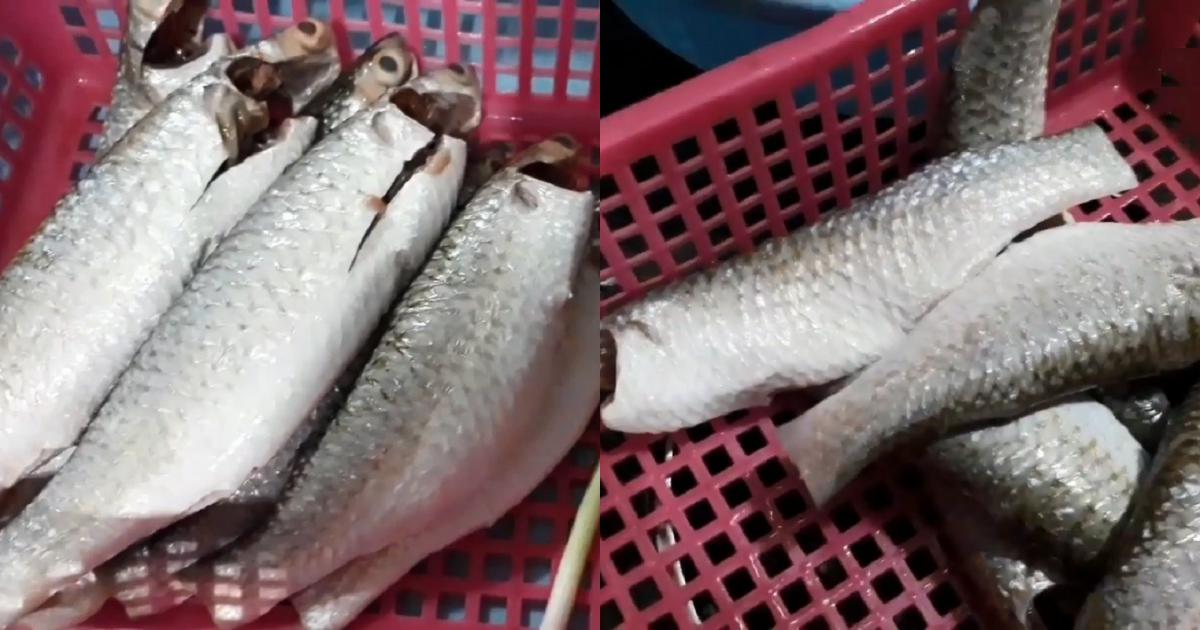 Cách làm cá đối kho lạt thơm ngon hấp dẫn đơn giản dễ làm - Ẩm thực - Việt Giải Trí