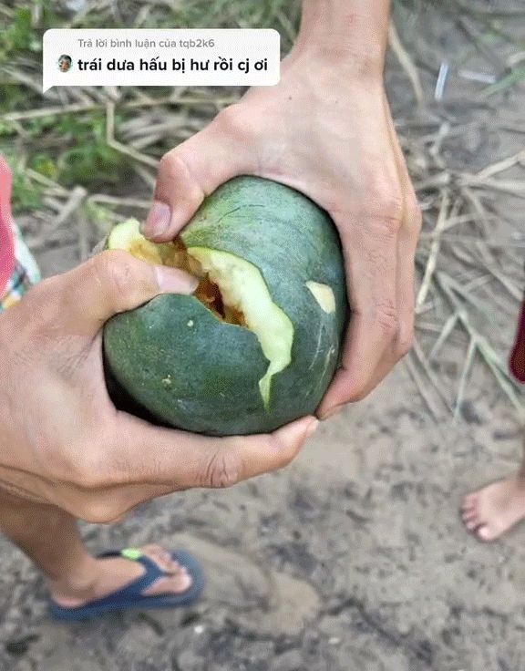 Quả dưa hấu lập dị nhất Việt Nam: Bên trong có đủ các màu khác nhau, hình thù cũng rất lạ - Hình 1