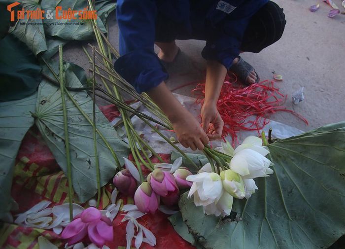 Khám phá đầm sen có hơn 150 loài sen quý, thu hoạch cả nghìn bông mỗi ngày - Hình 3