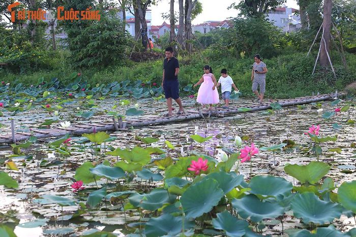 Khám phá đầm sen có hơn 150 loài sen quý, thu hoạch cả nghìn bông mỗi ngày - Hình 9