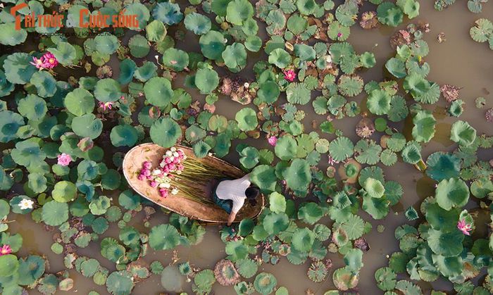 Khám phá đầm sen có hơn 150 loài sen quý, thu hoạch cả nghìn bông mỗi ngày - Hình 10