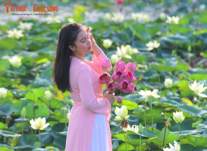 Khám phá đầm sen có hơn 150 loài sen quý, thu hoạch cả nghìn bông mỗi ngày - Hình 8