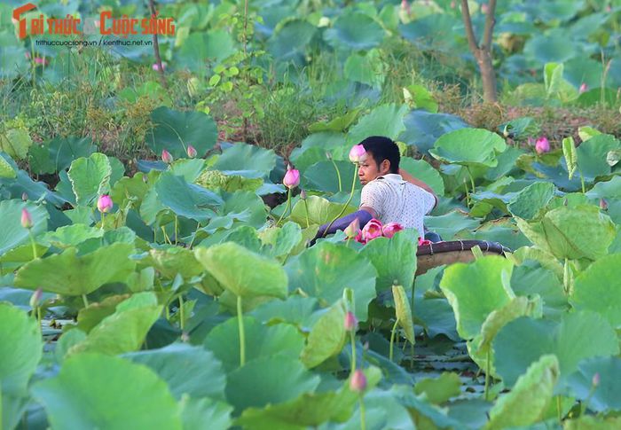 Khám phá đầm sen có hơn 150 loài sen quý, thu hoạch cả nghìn bông mỗi ngày - Hình 2