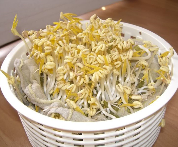 Sài Gòn ơi! Ở nhà tránh dịch hãy tận dụng vỏ bịch sữa, chai nước, rổ nhựa để trồng giá đỗ thay thế rau xanh nhé! - Hình 1