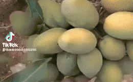 Xoài mọc chi chít trên thân cây đã bị chặt, dân mạng trầm trồ: Cây đột biến có giá 7 tỷ? - Hình 1
