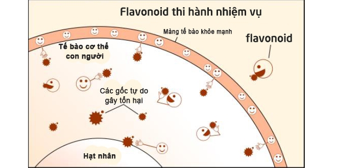 flavonoid kho tang thuoc quy gia cua thien nhien 05e 5957505