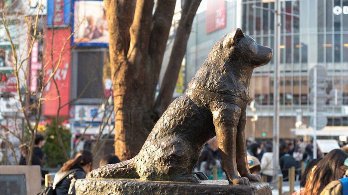 Bức tượng chú chó Hachiko tại Nhật Bản và những chuyện chưa kể - Du lịch -  Việt Giải Trí
