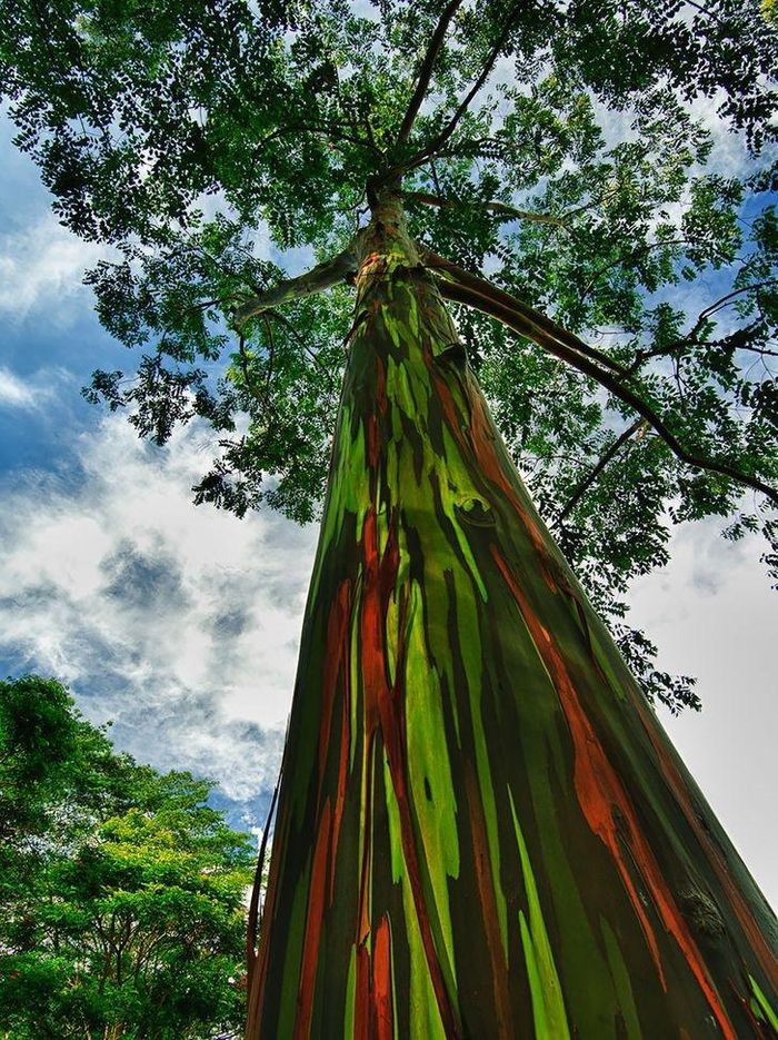 Ngắm nhìn 12 loài cây tự nhiên đẹp và ‘độc’ nhất thế giới Ngam-nhin-12-loai-cay-tu-nhien-dep-va-doc-nhat-the-gioi-b95-5979559
