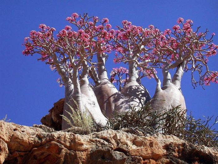 Ngắm nhìn 12 loài cây tự nhiên đẹp và ‘độc’ nhất thế giới Ngam-nhin-12-loai-cay-tu-nhien-dep-va-doc-nhat-the-gioi-df2-5979559