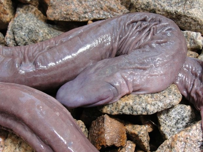 Kỳ lạ ‘rắn dương vật’ xuất hiện ở Mỹ ...Tròn mắt ngạc nhiên với những hình ảnh độc lạ chỉ có ở Australia.... Ky-la-ran-duong-vat-xuat-hien-o-my-9a5-5944043